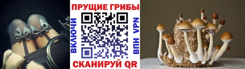 Галлюциногенные грибы Psilocybine cubensis где купить наркоту Нариманов